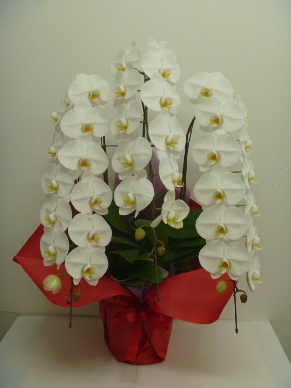 開業祝い 開店祝い 事務所移転祝いなどに 新鮮な胡蝶蘭を配達します フラワージョワ